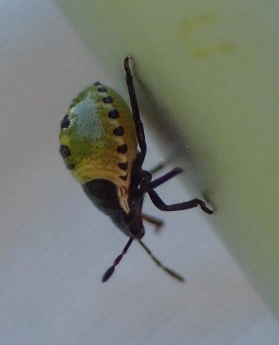 Réf. 207 896 : Palomena sp.