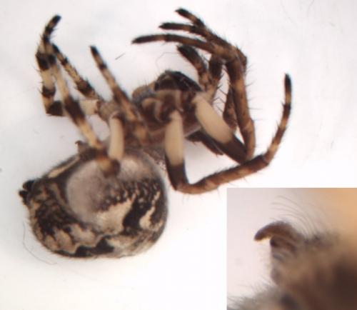 Larinioides cornutus