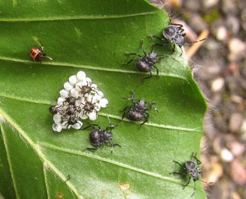 Halyomorpha halys