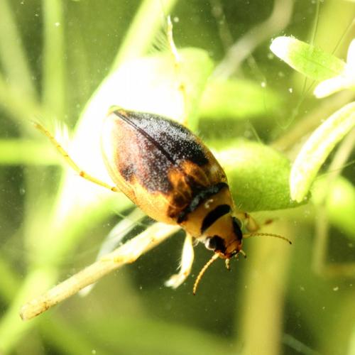 Réf. 207 055 : Hygrobia hermanni