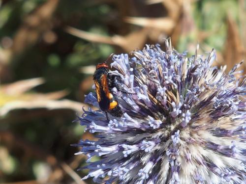 Réf. 207 503 : Scolia hortorum