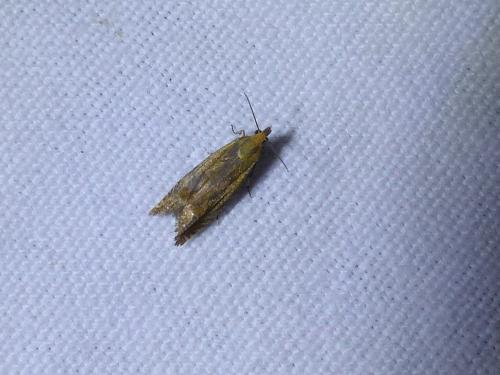 Lathronympha strigana