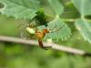 207209 – Photo : Andre Astric – France (68)