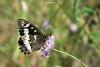 207689 – Photo : Anthony Morel – France (30)