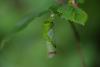 207541 – Photo : Pierre Duhem – France (74)