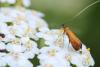 207501 – Photo : Daniel INGREMEAU – France (36)