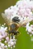 207725 – Photo : Didier Houbrechts – Belgique