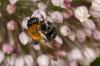 207630 – Photo : Fabricius – France (13)