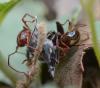 207480 – Photo : Liliane Delattre – France (30)