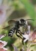 207553 – Photo : Jean-Sébastien Carteron – France (67)