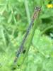 207666 – Photo : ORCHALLAN – France (44)