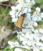 207724 – Photo : ORCHALLAN – France (44)