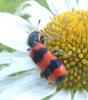 207704 – Photo : ORCHALLAN – France (44)