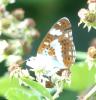 207709 – Photo : ORCHALLAN – France (44)
