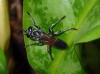 207525 – Photo : Didier Levasseur – Thaïlande