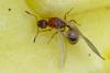 Temnothorax unifasciatus