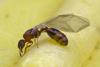 Temnothorax unifasciatus