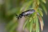 207320 – Photo : Nicolas Zwahlen – France (74)