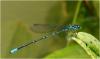 Paracercion ambiguum