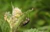 207809 – Photo : David Sannier – France (09)