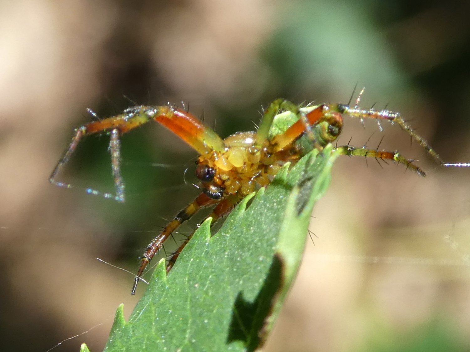 Réf. 207477 — ARACHNIDA > Araneae > Araneidae > Araniella sp. www