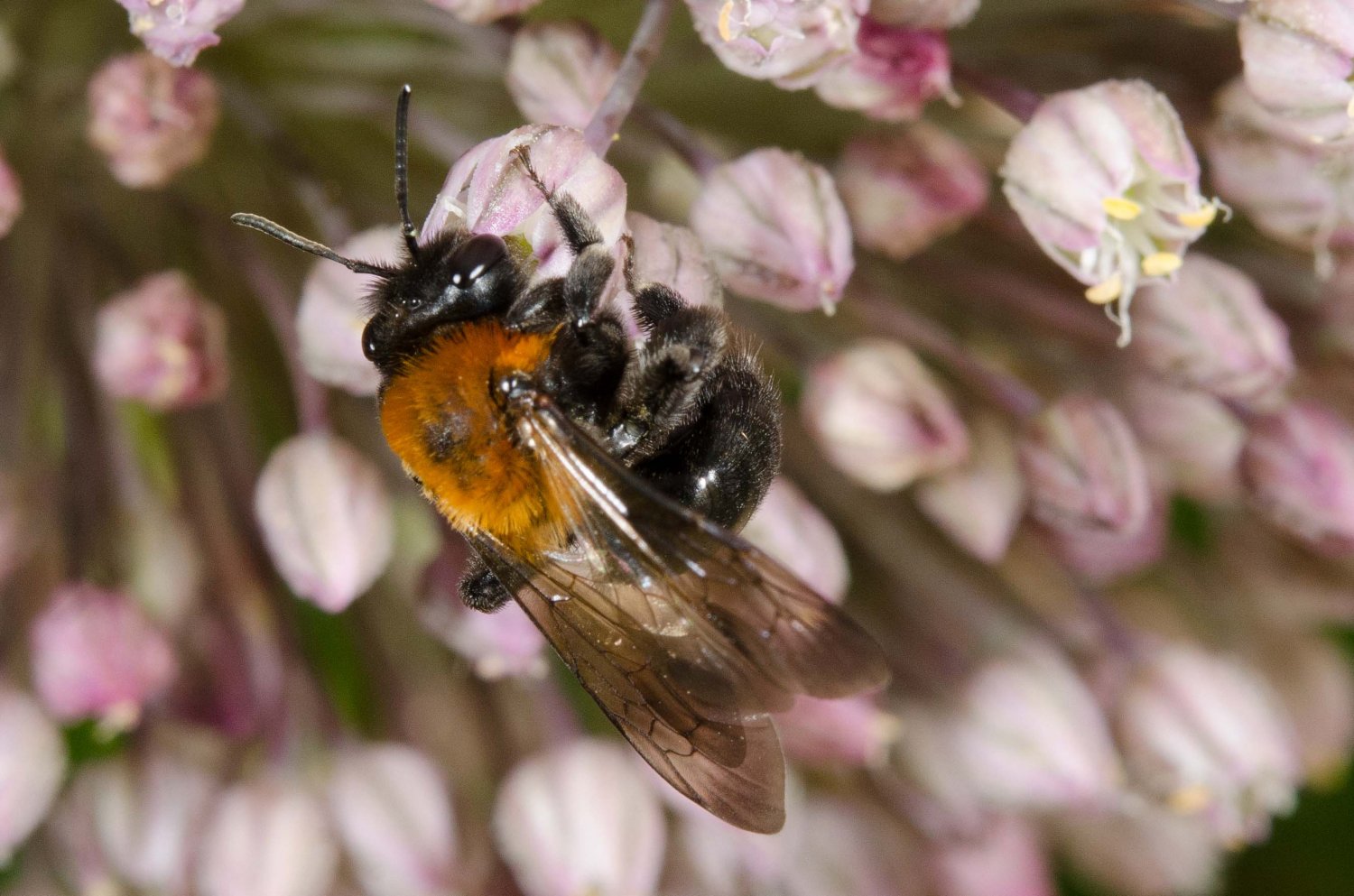 Fabricius - Andrena (Melandrena) thoracica - réf. 207630 (1500 x 993 pixels, 215 ko)