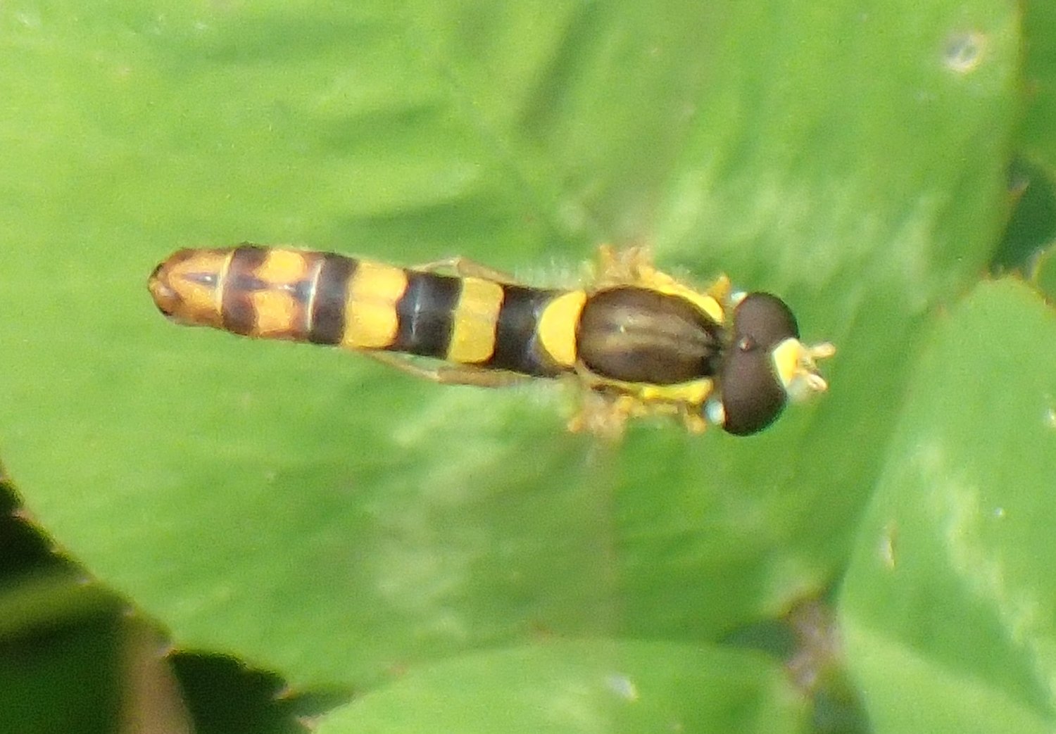 T.Touret - Sphaerophoria sp. - réf. 207646 (1500 x 1043 pixels, 211 ko)