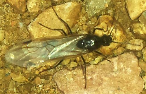 Réf. 208 219 : Messor sp.