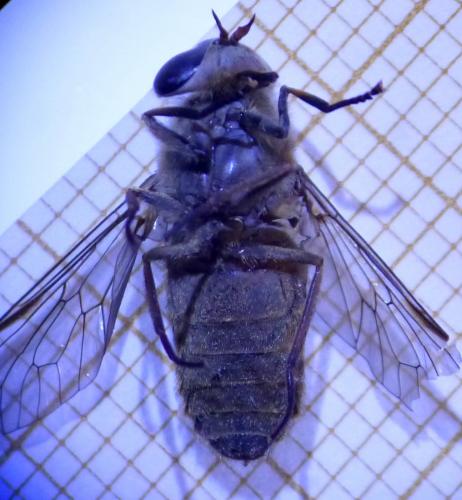 Réf. 208 908 : Tabanus bromius