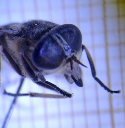 Réf. 208 910 : Tabanus bromius