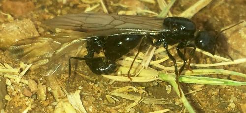Réf. 208 218 : Messor sp.