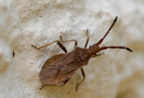 Coriomeris sp.