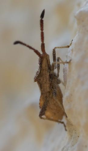 Coriomeris sp.
