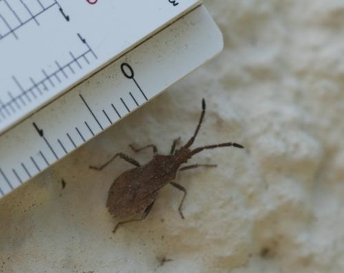 Coriomeris sp.