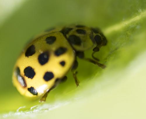 Réf. 208 361 : Psyllobora vigintiduopunctata