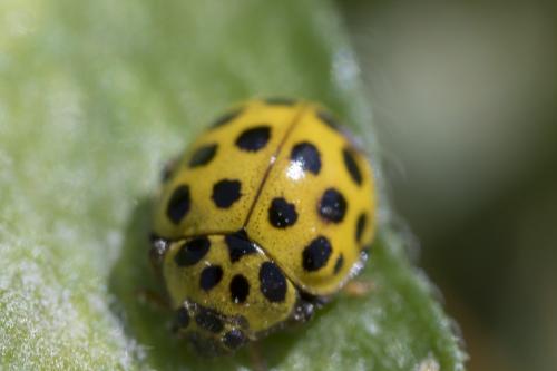 Réf. 208 362 : Psyllobora vigintiduopunctata