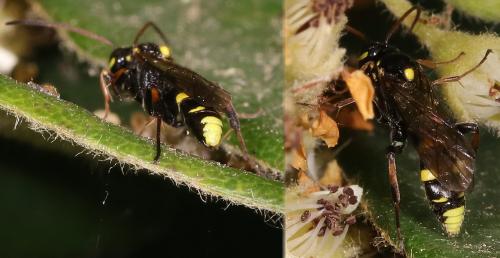 Réf. 208 382 : Listrodromus nycthemerus