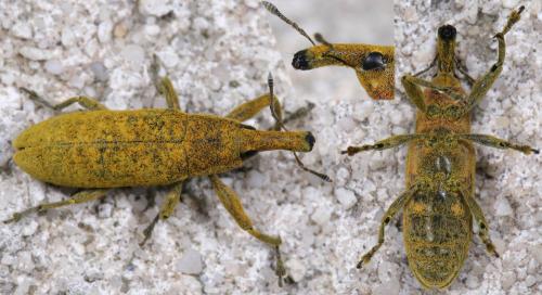 Réf. 208 057 : Lixus pulverulentus