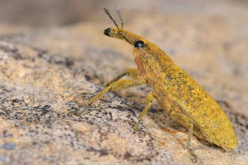 Réf. 208 058 : Lixus pulverulentus