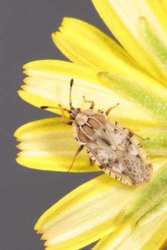 Réf. 208 170 : Tingis cardui