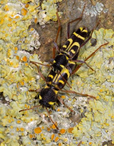 Xylotrechus arvicola