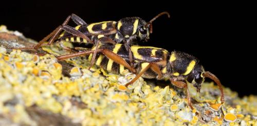 Xylotrechus arvicola