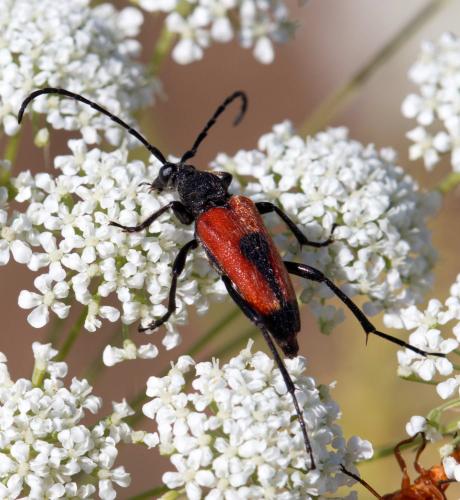 Stictoleptura cordigera