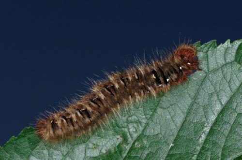 Réf. 208 519 : Lasiocampa quercus