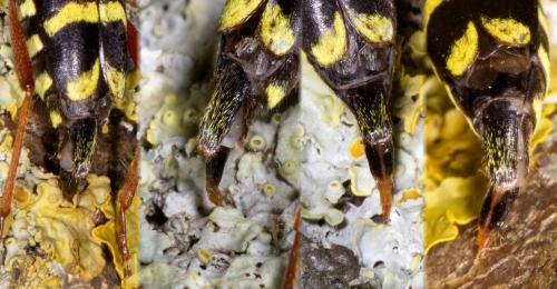 Xylotrechus arvicola