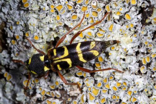 Xylotrechus arvicola