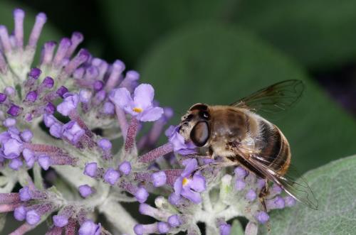 Eristalis tenax