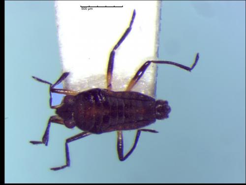 Réf. 208 460 : Microvelia pulchella