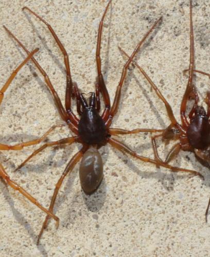 Réf. 208 488 : Dasumia laevigata