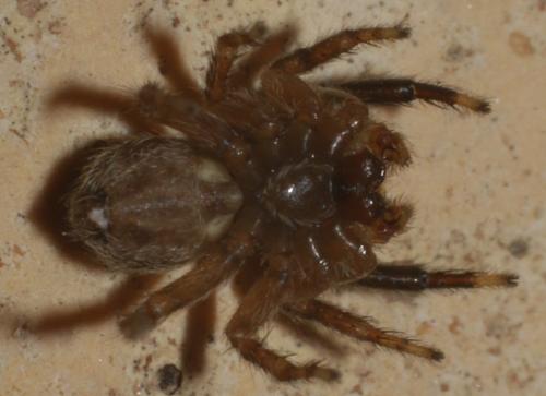 Réf. 208 686 : Pseudeuophrys vafra